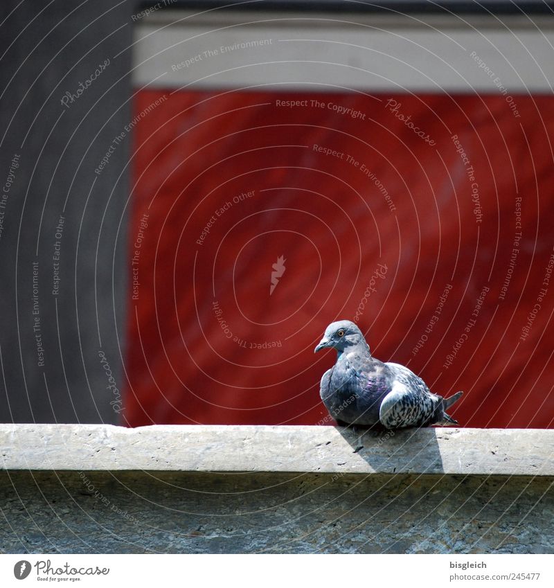 Taube Tier Vogel 1 sitzen grau rot Erholung Gelassenheit ruhig Zufriedenheit Sonnenbad Farbfoto Außenaufnahme Menschenleer Textfreiraum oben Tag