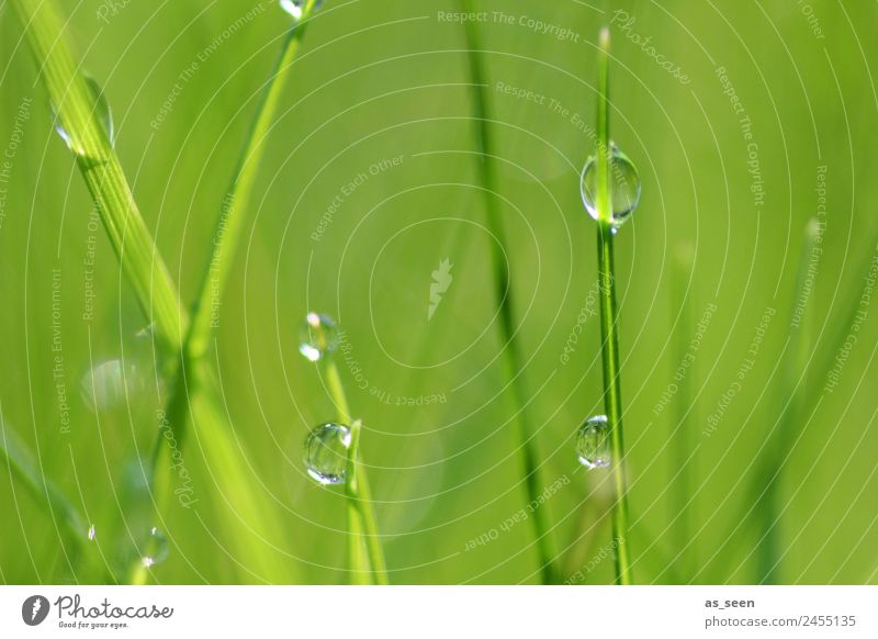 Perlen im Gras Gesundheit Gesundheitswesen Wellness Leben Sinnesorgane Spa Garten Umwelt Natur Pflanze Wasser Wassertropfen Frühling Sommer Klima Blatt glänzend
