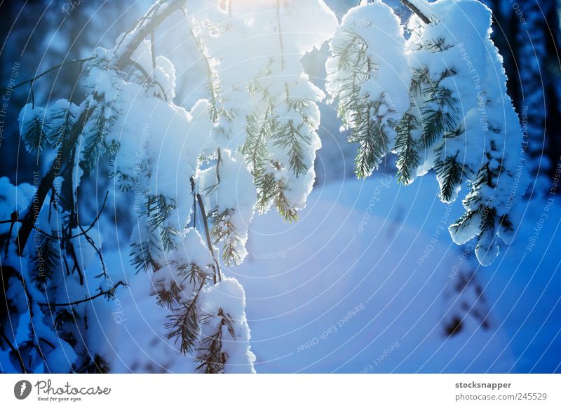 Winterkiefer Kiefer Baum Wald Schnee Ast Menschenleer Natur natürlich Finnland nordisch Skandinavien Finnisch kalt Coolness