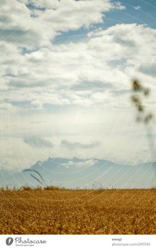 Möchtegernspiekeroog | USA - CH Natur Landschaft Himmel Wolken Sommer Nutzpflanze Feld Berge u. Gebirge natürlich gelb gold Korn Kornfeld Getreide Getreidefeld