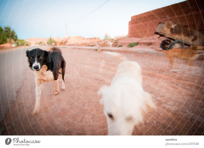 dogs Tier Haustier Hund 2 3 Tiergruppe laufen rennen Neugier Freude Bewegung entdecken Freizeit & Hobby Freundschaft Lebensfreude Ferien & Urlaub & Reisen