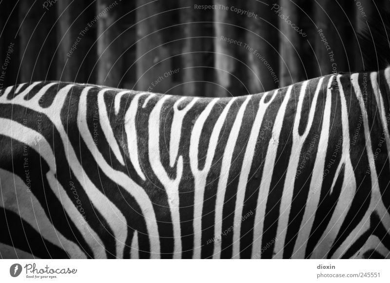 Schwarzweißphoto Tier Wildtier Fell Zoo Zebra 1 stehen schwarz Muster Streifen Zebrastreifen Schwarzweißfoto Menschenleer
