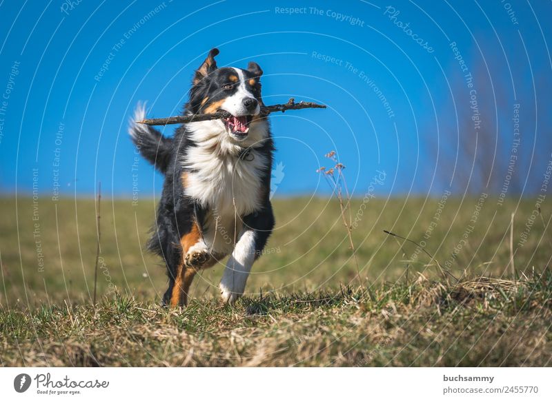 Berner Sennenhund beim apportieren Tier Frühling Schönes Wetter Wiese Haustier Hund 1 rennen Spielen sportlich Geschwindigkeit blau grün schwarz weiß Stock