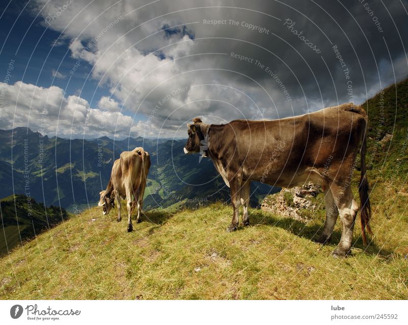 Zwei Kühe Tourismus Ferne Sommer Berge u. Gebirge Umwelt Natur Landschaft Wolken Gewitterwolken Klima Unwetter Hügel Felsen Alpen Gipfel Tier Haustier Nutztier
