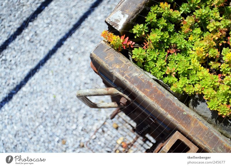 Industriegarten ästhetisch Eisenbahn Eisenbahnwaggon Wagon Pflanze Gleise Kies gehen Müll wiederverwertung Recycling Dreispitz Basel Farbfoto Außenaufnahme