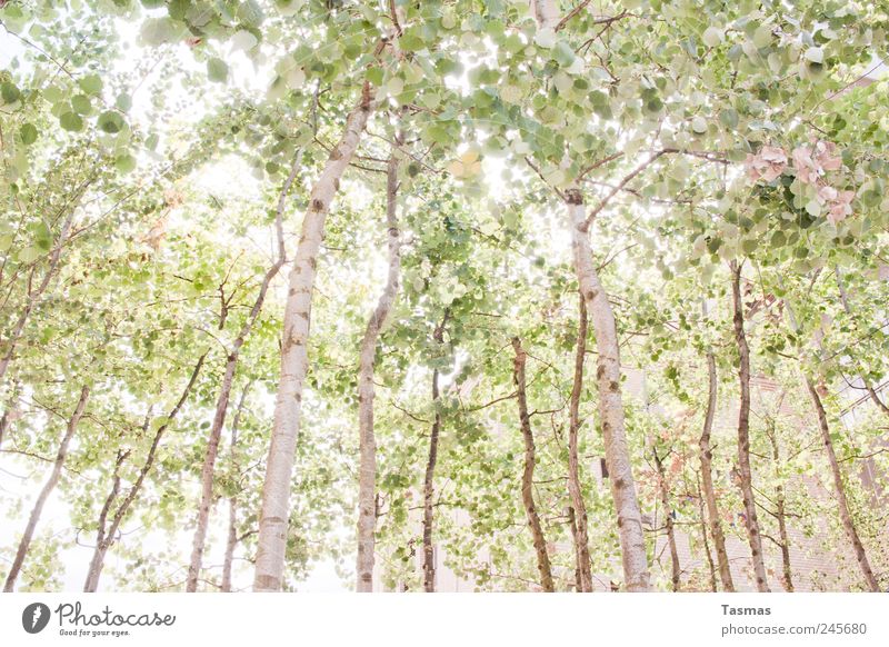 Home Zufriedenheit Erholung ruhig Meditation Ferien & Urlaub & Reisen Umwelt Natur Sommer Pflanze Baum Blatt Wald Birke Birkenwald alt beobachten Wachstum