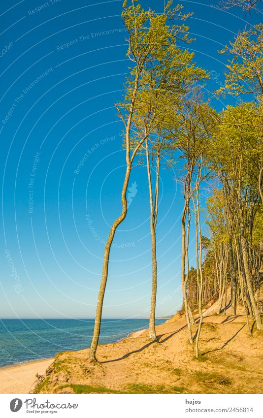 Ostseeküste in Polen Ferien & Urlaub & Reisen Strand Sand Baum Riff Meer Tourismus Dünen Bäume Himmel karibisch blau Idylle Einsamkeit Naturschutzgebiet