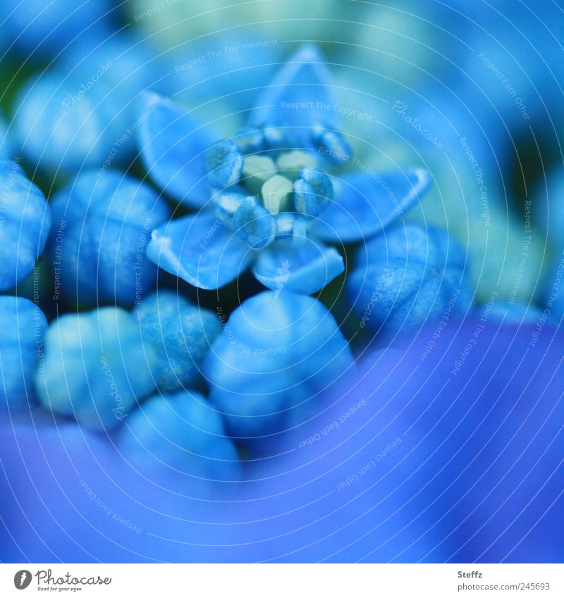 blau blühende Tellerhortensie Hortensie Hydrangea Hydrangea serrata Hortensienknospen Japanische Berghortensie Innenblüten blühende Hortensie Hortensienblüte