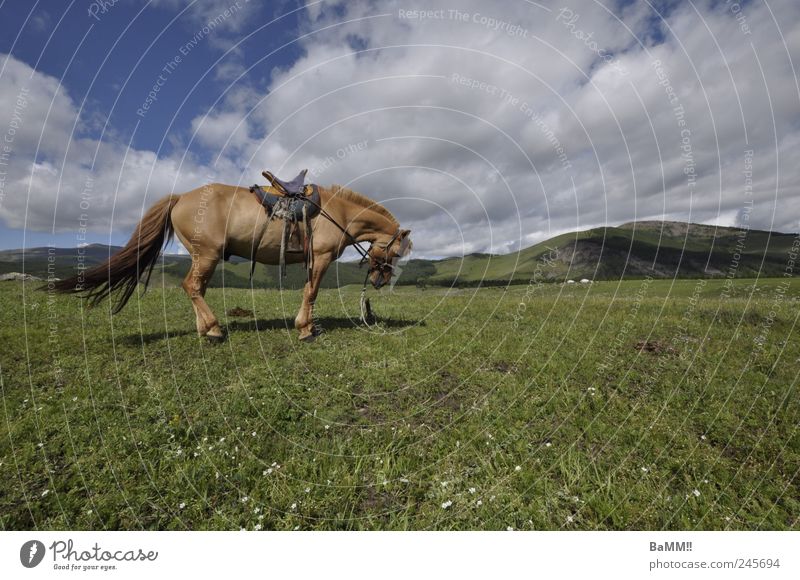wind im haar Berge u. Gebirge Reiten Reitsport Natur Landschaft Tier Himmel Sommer Schönes Wetter Hügel Steppe Pferd 1 atmen wandern frei Unendlichkeit Mongolei