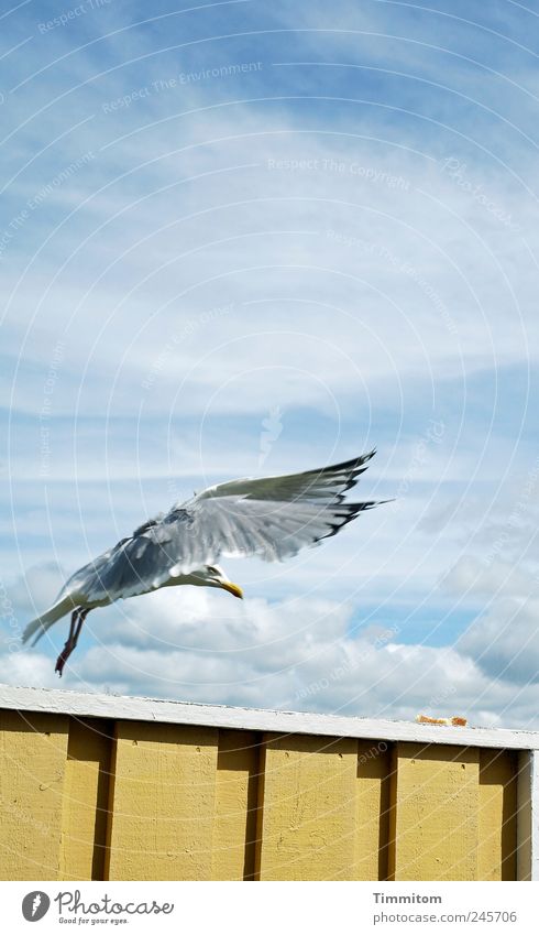 WEG DA... ICH !!! Mittagessen Dänemark Terrasse Tier Wildtier Vogel Möwe 1 fliegen ästhetisch authentisch blau gelb Gefühle Vorfreude Gier Entschlossenheit