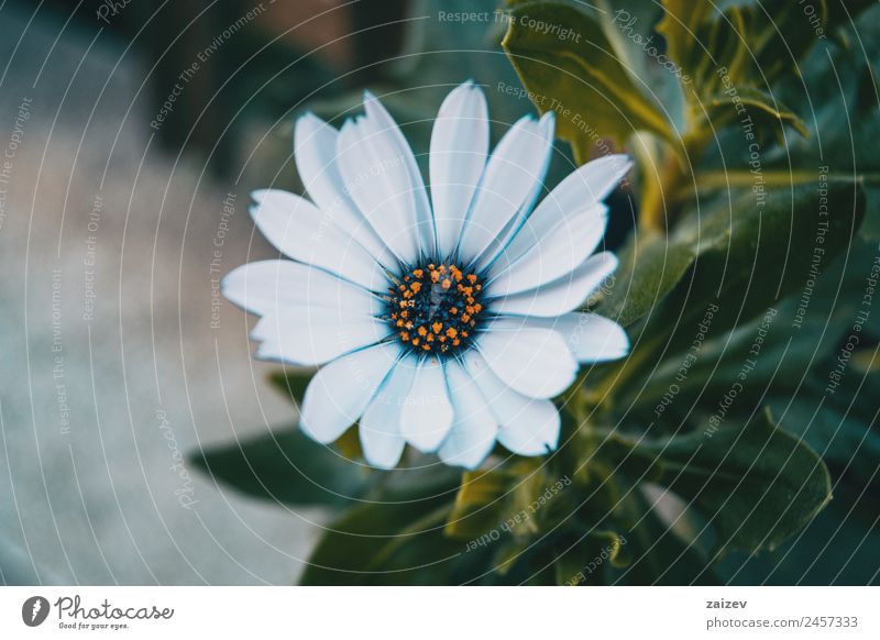 Nahaufnahme einer isolierten weißen Blüte von Osteospermum ecklonis in der Natur Sommer Garten Tapete Umwelt Pflanze Blume Sträucher Blatt Wildpflanze Park