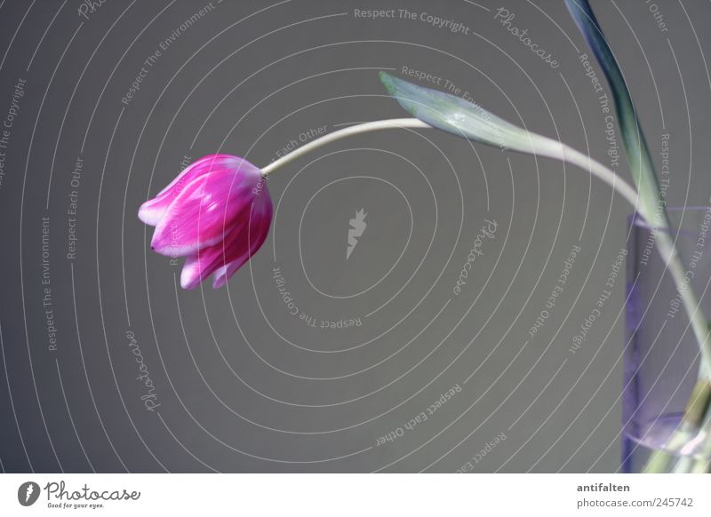Die pinke Tulpe Natur Pflanze Blume Blatt Blüte Dekoration & Verzierung Blumenvase Vase Glas Wasser Duft schön grau rosa Stillleben trist Stengel Blütenkelch