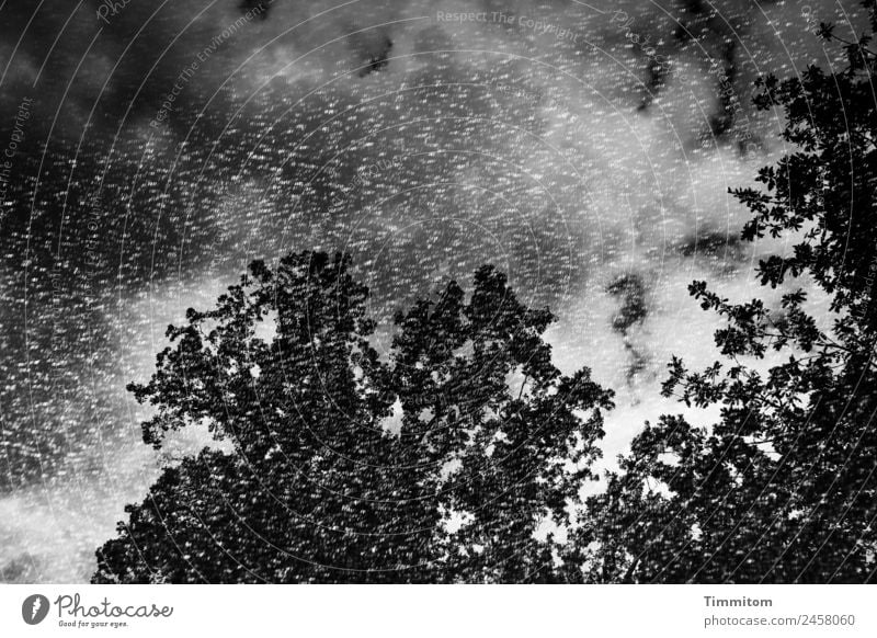 Sommerhitze Umwelt Natur Landschaft Himmel Wolken Sonnenlicht Schönes Wetter Baum Park Blick träumen grau schwarz weiß Sonnenschirm Doppelbelichtung Traurigkeit