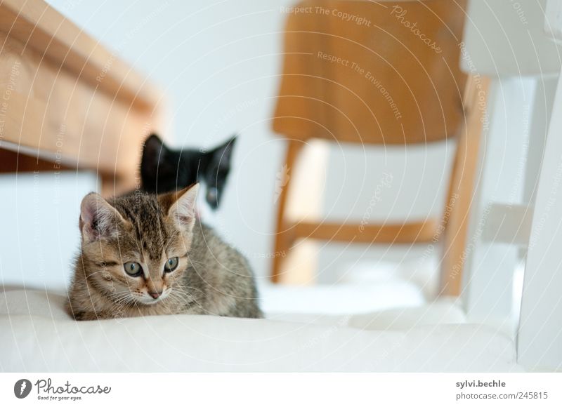 So ein Katzenleben ... Wohlgefühl Zufriedenheit Erholung ruhig Häusliches Leben Wohnung Möbel Stuhl Tisch Kissen Tier Haustier 2 Tierjunges beobachten kuschlig