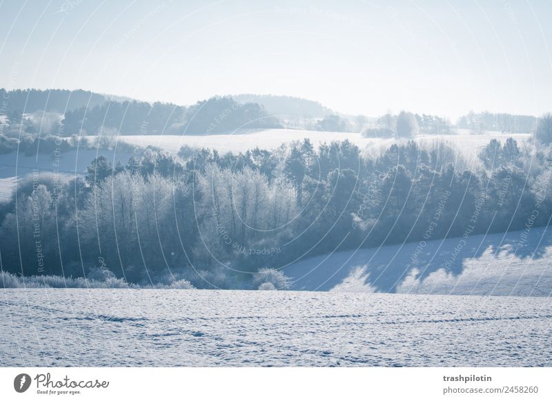 Schneelandschaft Schneefall Winter Landschaft kalt Frost Eis Sonne Gegenlicht Minusgrade Feld Baum