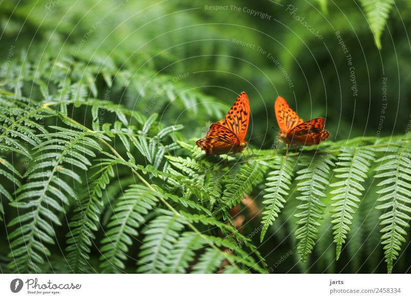 zwei Pflanze Tier Sommer Schönes Wetter Farn Wald Wildtier Schmetterling 2 schön natürlich grün orange Natur Kaisermantel Farbfoto Außenaufnahme Nahaufnahme