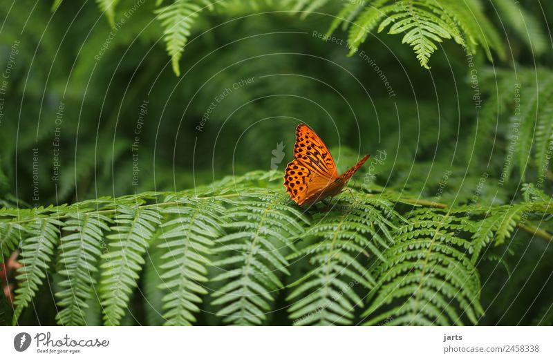 eins Pflanze Tier Schönes Wetter Wald Wildtier Schmetterling 1 schön natürlich grün orange Natur Kaisermantel Farbfoto Außenaufnahme Nahaufnahme Menschenleer