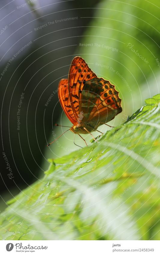 kaisermantel auf einem farn Sommer Schönes Wetter Farn Wald Wildtier Schmetterling 1 Tier sitzen ästhetisch exotisch schön natürlich orange Natur Kaisermantel