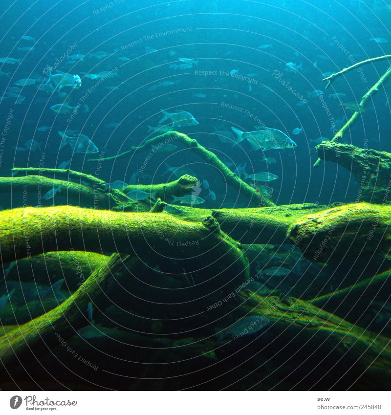 Schwarmintelligenz Wasser Ast Unterwasserpflanze Algen Fisch Zoo Aquarium Schwimmen & Baden blau mehrfarbig grün Farbfoto Unterwasseraufnahme Menschenleer