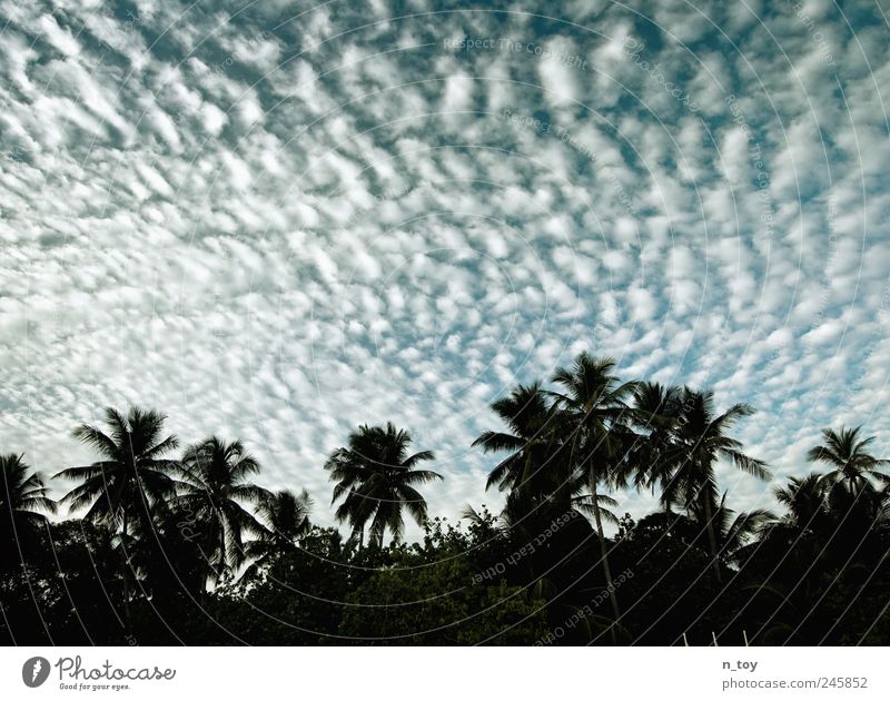 skylight Ferien & Urlaub & Reisen Tourismus Ferne Freiheit Sommerurlaub Insel Himmel Wolken Küste Meer exotisch Malediven Asien Palme Palmenstrand Wolkenhimmel