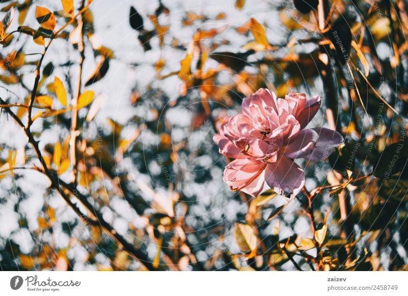 Nahaufnahme einer isolierten rosa Blume einer Rose schön Ferien & Urlaub & Reisen Sommer Garten Umwelt Natur Pflanze Schönes Wetter Sträucher Roséwein Blatt