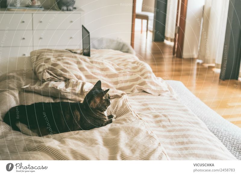 Katze im Bett im Schlafzimmer Lifestyle Häusliches Leben Wohnung Haus Tier Haustier Design Farbfoto Innenaufnahme Textfreiraum rechts
