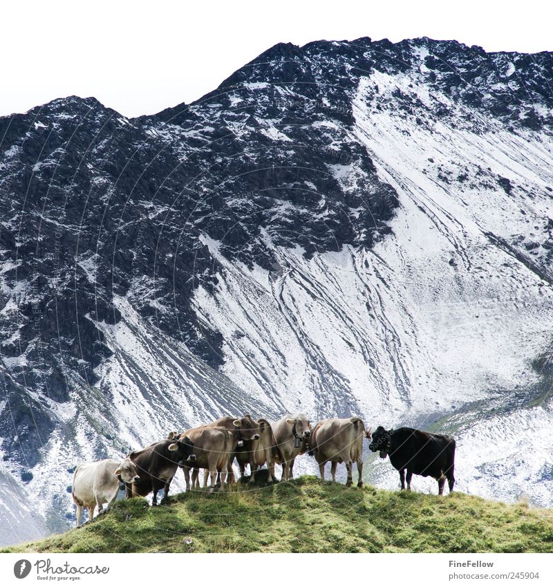 Aussichtspunkt Landschaft Tier Sommer Alpen Berge u. Gebirge Schneebedeckte Gipfel Nutztier Kuh Herde beobachten Erholung gehen Blick stehen wandern warten