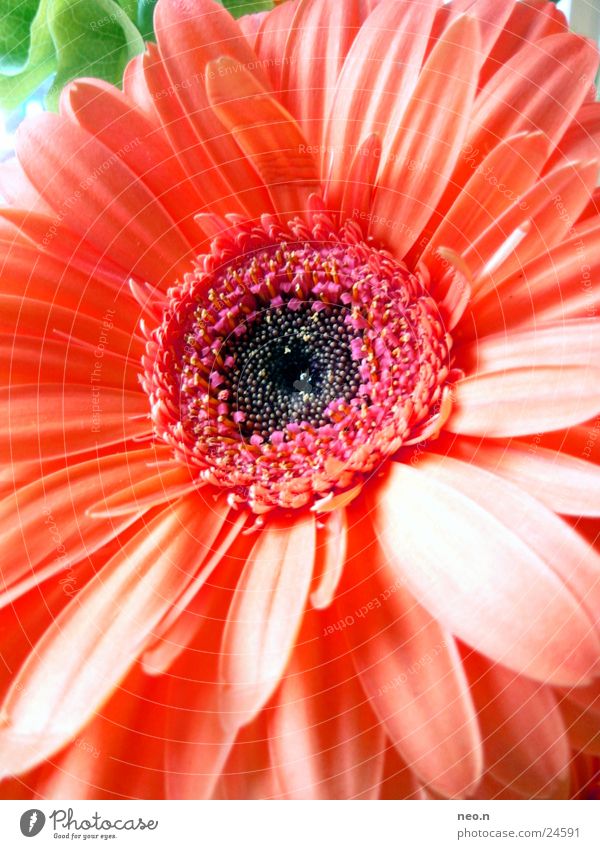 Flower Power Natur Pflanze Frühling Blume Blatt Blüte Blühend Duft Wachstum natürlich rosa rot Farbe Farbfoto Detailaufnahme Tag