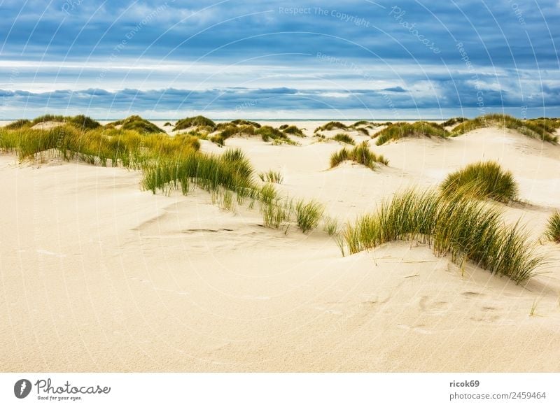 Landschaft mit Dünen auf der Insel Amrum Erholung Ferien & Urlaub & Reisen Tourismus Strand Meer Natur Sand Wolken Herbst Küste Nordsee blau gelb Umwelt