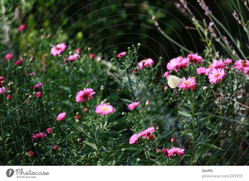 Spätsommer im Garten Altweibersommer Indian Summer Nachmittag Schönes Wetter blühende Astern Nachmittagssonne spätsommertag Schmetterling kleiner Kohlweißling