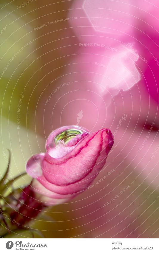 Tröpfchenzeit Leben harmonisch Pflanze Wassertropfen Frühling Blüte Nutzpflanze Phlox Blühend glänzend leuchten klein nass rosa Glück Lebensfreude