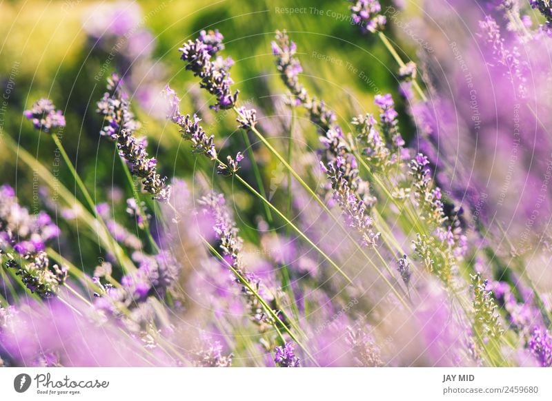 wilde Lavendel auf dem Feld, ein sonniger Tag schön Erholung Sommer Garten Natur Landschaft Pflanze Himmel Blume Blüte natürlich blau Gefühle Provence purpur