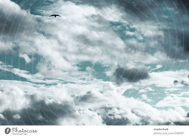 Eine Schwalbe, ist die beste Medizin. Himmel Wolken Tier Vogel fliegen ästhetisch Kraft Zufriedenheit elegant Frieden Gelassenheit Mobilität Umwelt Ferne