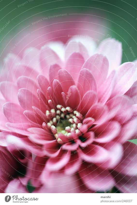 Blütensommer Natur Pflanze Blume rosa Blütenblatt Blütenstempel schön Wachstum Blühend Sommer sommerlich Farbfoto Außenaufnahme