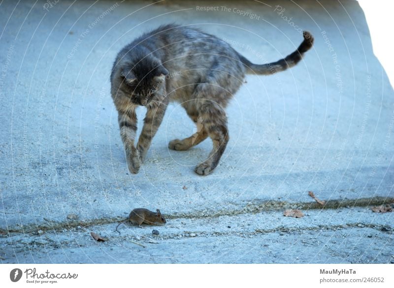Katze und Maus Tier Haustier Pfote Bewegung Aggression blau grau Tod Wut Außenaufnahme Menschenleer Morgen Zentralperspektive Jagd Fressen Straßenkatze