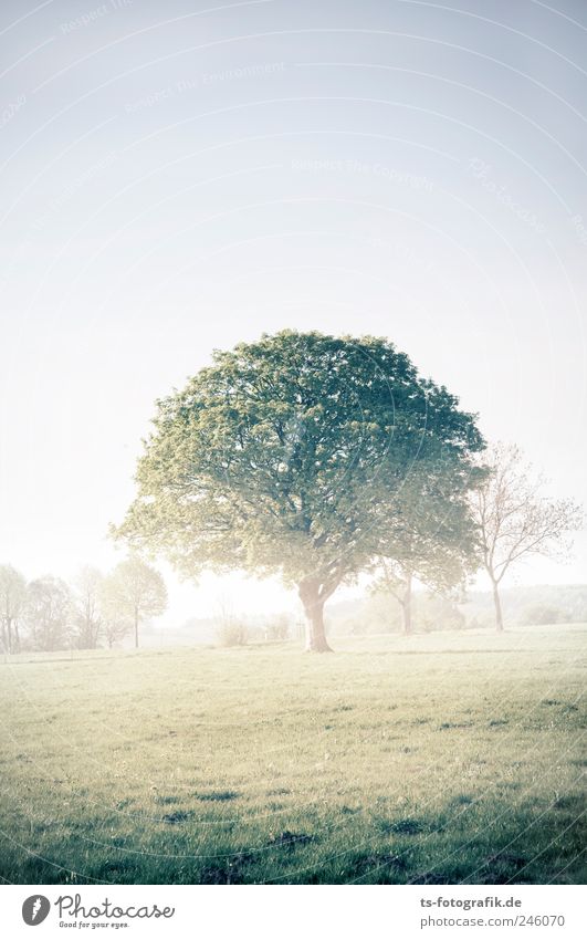 Krone der Schöpfung Umwelt Natur Landschaft Pflanze Erde Luft Sommer Wetter Nebel Baum Gras Park Wiese Feld frisch natürlich grün Morgennebel Tau