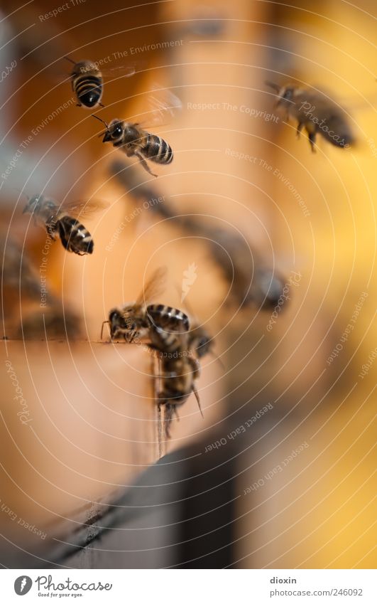 emsig Honig Imker Nutztier Biene Bienenstock Insekt Arbeiter Tiergruppe Schwarm fliegen Natur fleißig Summen Sammlung Landen Abheben Farbfoto Nahaufnahme