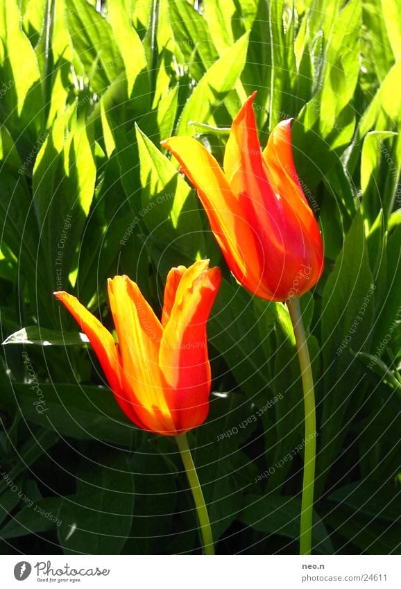 Feuertulpe Sommer Sonne Garten Natur Frühling Schönes Wetter Blume Tulpe Blüte gelb grün orange rot Farbe mehrfarbig Stengel Blühend Farbfoto Außenaufnahme