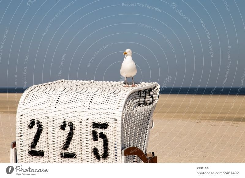 eine Möwe sitzt auf Strandkorb Nummer 225 vor blauem Himmel Ferien & Urlaub & Reisen Sommer Sommerurlaub Meer Natur Landschaft Wolkenloser Himmel Nordsee Tier