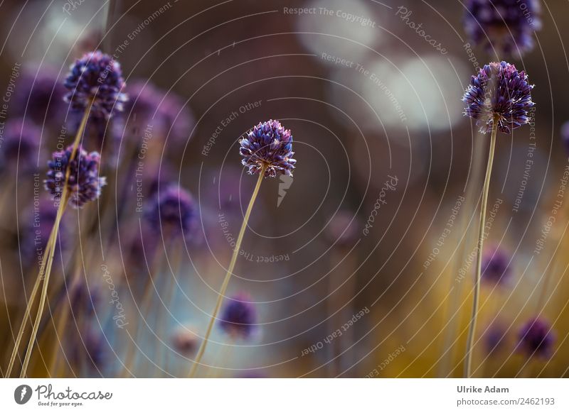 Runder Lauch ( Allium rotundum) - Natur Design schön Wellness Leben harmonisch Wohlgefühl Zufriedenheit Erholung ruhig Meditation Spa Tapete Trauerfeier