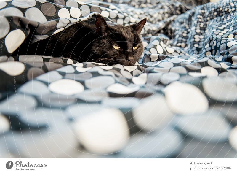 Schwarze Katze liegt im Bett Bettwäsche Bettdecke Decke Hauskatze schlafen gemütlich Haustier Menschenleer ruhig Erholung Pause ausruhend schwarz Punkt