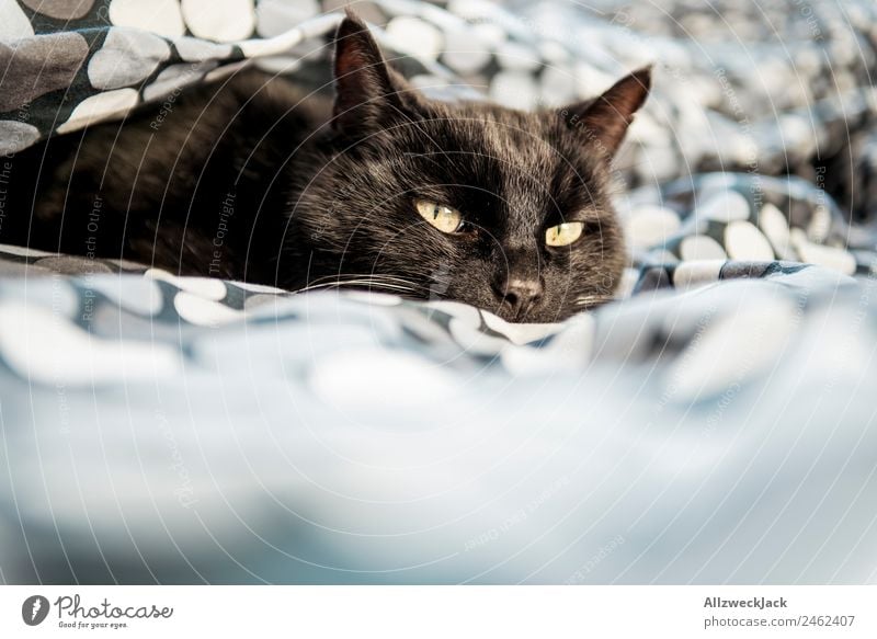 Schwarze Katze liegt im Bett Bettwäsche Bettdecke Decke Hauskatze schlafen gemütlich Haustier Menschenleer ruhig Erholung Pause ausruhend schwarz Punkt