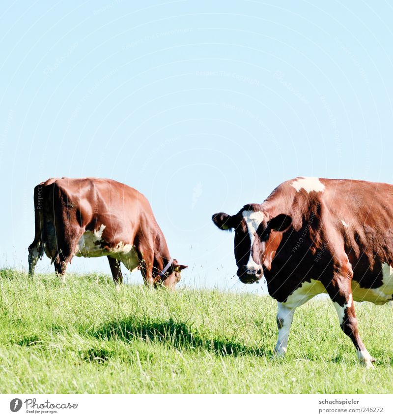 Kühe machen Mühe Landwirtschaft Forstwirtschaft Natur Tier Himmel Wolkenloser Himmel Gras Wiese Weide Nutztier Kuh blau braun grün weiß Rind Berufsschule