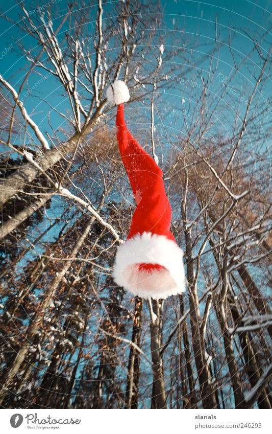 Ho! Ho! Ho! Umwelt Natur Pflanze Luft Himmel Wolkenloser Himmel Schönes Wetter Wind Wald Mütze fallen fliegen Fröhlichkeit Nikolausmütze Weihnachten & Advent