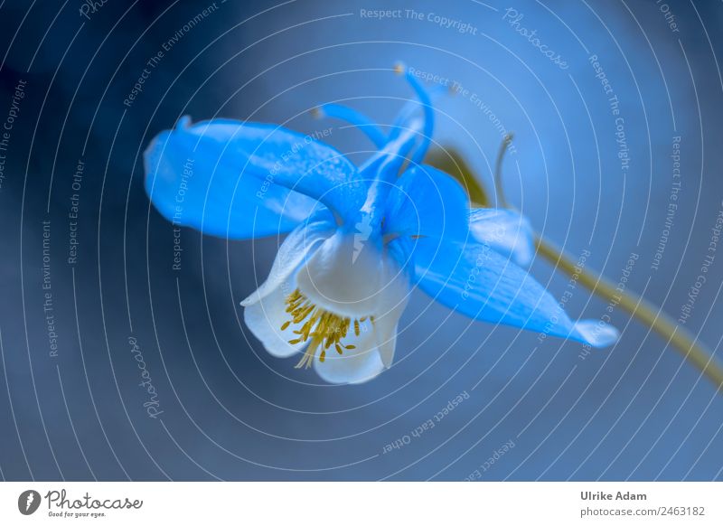 Die blau weiße Akelei elegant Design harmonisch Erholung Dekoration & Verzierung Tapete Bild Postkarte Feste & Feiern Natur Pflanze Frühling Sommer Blume Blüte