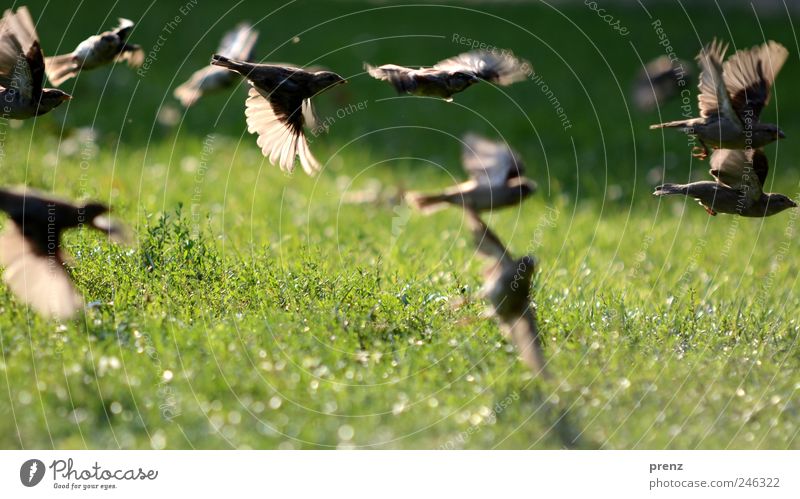 spatzen im park Natur Landschaft Pflanze Tier Park Wiese Wildtier Vogel Flügel Tiergruppe Schwarm fliegen grau grün Spatz fliegend viele Gras grasgrün Graswiese