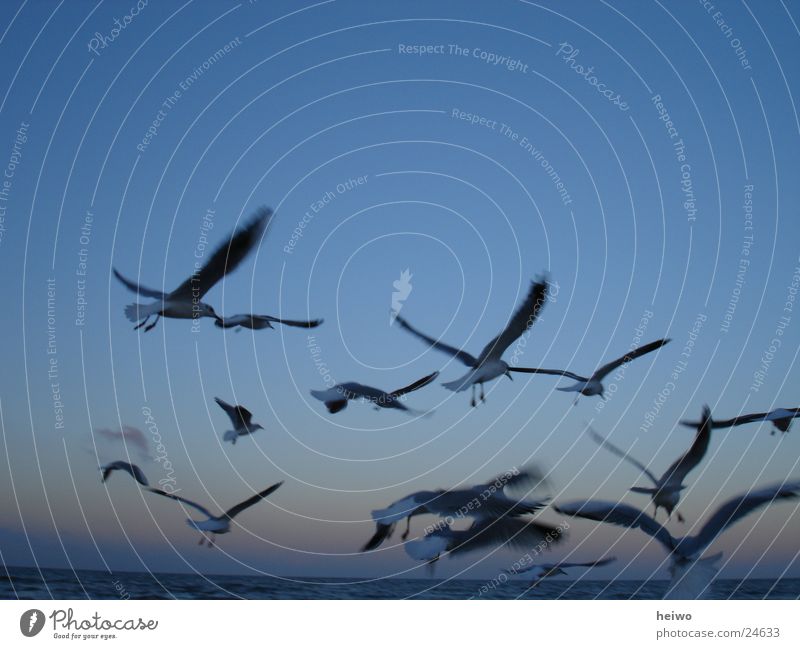 am Himmel Möwe Vogel Horizont Ostsee blau Bewegung fliegen im Flug Vogelflug
