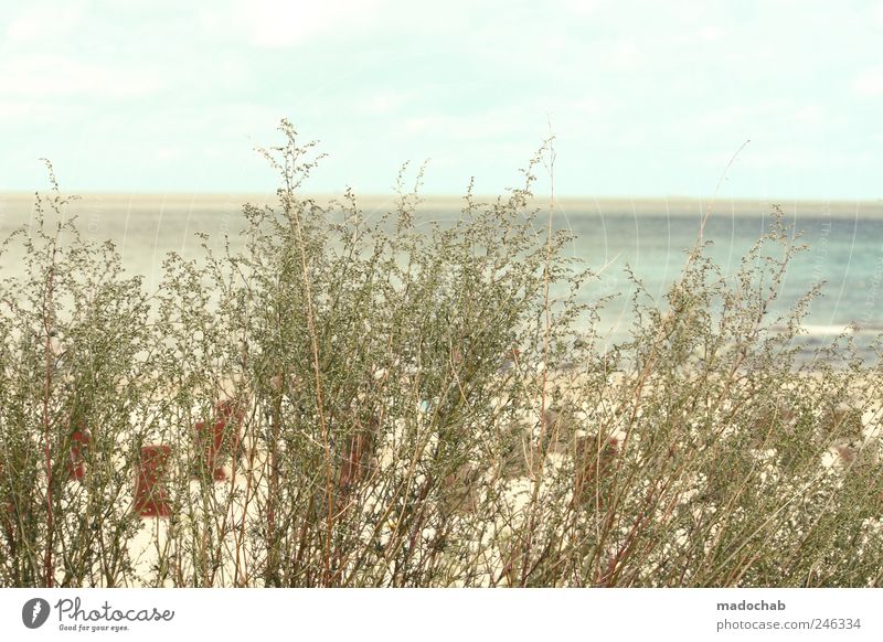 Ehrlich muss fühlen. harmonisch Wohlgefühl Zufriedenheit Sinnesorgane Erholung Ausflug Ferne Sommer Sommerurlaub Strand Meer Umwelt Natur Landschaft Pflanze