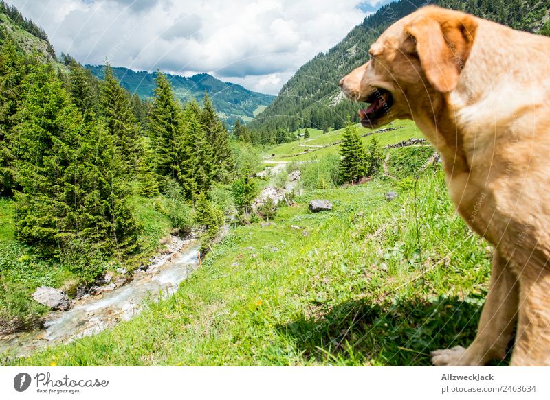 Hund schaut ins Tal von erhöhter Position vor Bergpanorama Tageslicht schönes Wetter Natur grün Bäume Wald Berge Idylle Urlaub Reisefotografie Wandern