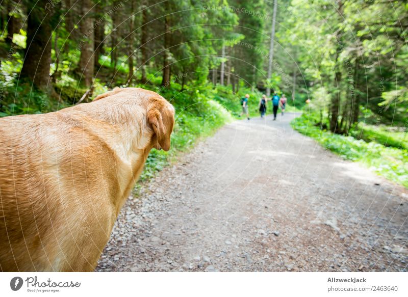 Hund schaut Menschengruppe beim Wandern hinterher Tageslicht schönes Wetter Natur grün Bäume Wald Berge Idylle Urlaub Reisefotografie Backpacking Gebirge